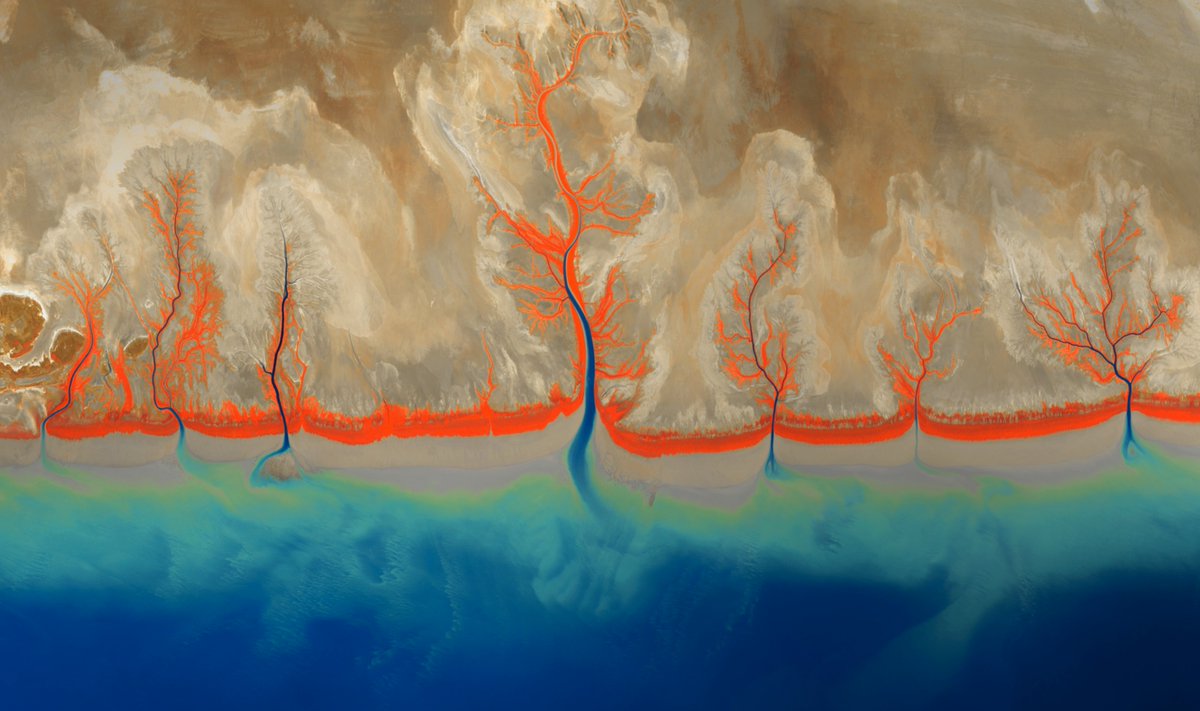 'Trees of life' with water roots in a coastal environment. + Trunks, leaves and branches. #EarthArt #Copernicus #Sentinel2 🛰️ 2023 Full Size: flic.kr/p/2pbFWjv 🧐