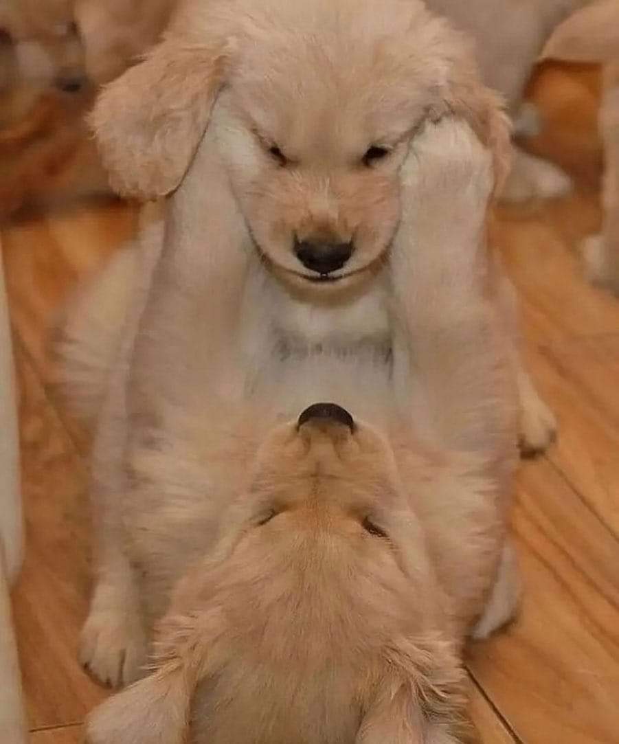 How cute! ❤️ #goldenretriever #gsdde