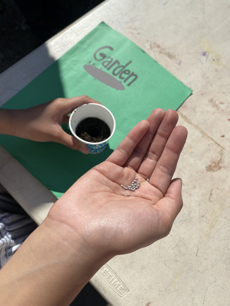 Wk3 (forgot 2 post last wk) <a href="/oakparkusd/">Oak Park USD</a> 4th-5th grade. Huge plant science wk. Nitrogen fixing bacteria &amp; the superhero legume plant family &amp; Carbon drawdown/sequestration by plants to fight climate change. We planted Fall 'Frosty' peas &amp; Red Clover, a Monarch fav/smart cover crop