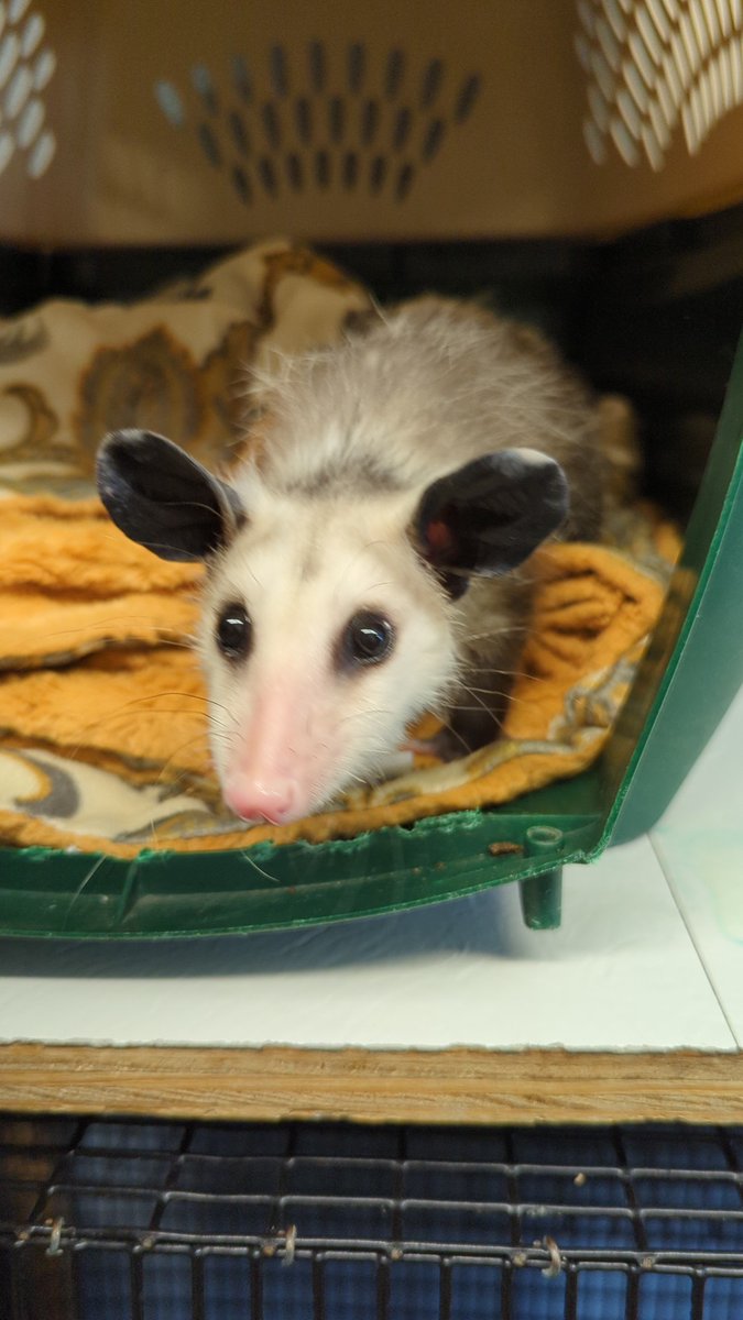 Stephanie Lynn (@cubsjunkie) on Twitter photo Wish I could've scored M&G for <a href="/miw/">miw</a> in Chicago. I could've brought my friend, little miss opossum! She told me she's a big fan 😜 next time they come through town, my goal is to get her a M&G with the band. <a href="/ChrisMotionless/">Chris Motionless</a> <a href="/chenzomauro/">Vinny Mauro</a> <a href="/justinxMIW/">Justin Morrow</a> <a href="/rickyolsonx/">Ricky Olson</a> <a href="/RyanMIW/">Яyaи</a> Wish I could've scored M&G for <a href="/miw/">miw</a> in Chicago. I could've brought my friend, little miss opossum! She told me she's a big fan 😜 next time they come through town, my goal is to get her a M&G with the band. <a href="/ChrisMotionless/">Chris Motionless</a> <a href="/chenzomauro/">Vinny Mauro</a> <a href="/justinxMIW/">Justin Morrow</a> <a href="/rickyolsonx/">Ricky Olson</a> <a href="/RyanMIW/">Яyaи</a>
