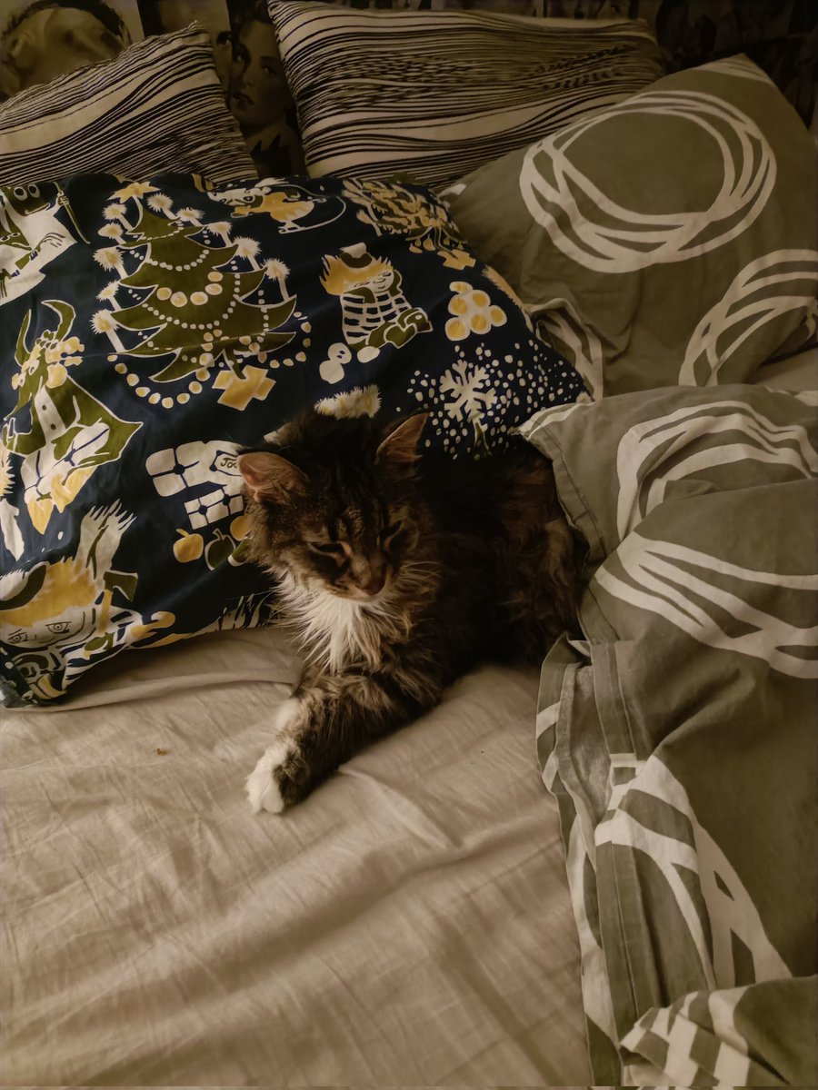 Me ollaan nyt ihmisen kanssa kaksin kun pikkusiskoni Dooris lähti kissojen taivaaseen kaksi viikkoa sitten. Ollaan kyllä aika surullisia😥