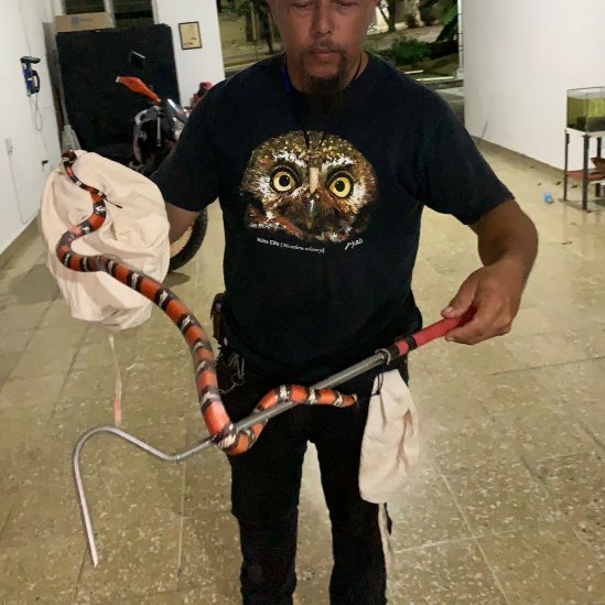 🐍🪶La #ProfepaEnChiapas recibió una falsa coralillo (Lampropeltis triangulum) que fue avistada en un domicilio particular en Tuxtla Gutiérrez.

❤️‍🩹El ejemplar fue trasladado a un #PIMVS para recibir atención y cuidados necesarios y posteriormente fue reintegrado al medio natural.