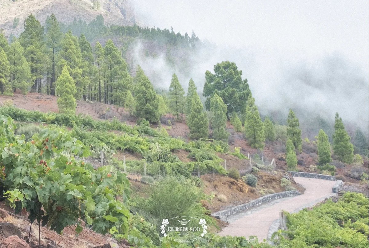 rebuscobodegas's tweet photo. 〰️ Nuevos aromas inundan la #bodega. Los #vinos de la cosecha 2023 descansan en ésta, nuestra sala favorita y dónde tantos ratos pasamos. Seguimos trabajando en el campo con la mirada puesta ya en el próximo año.  #Tenerife #isladevinos #IslasCanarias #ElRebuscoBodegas https://t.co/QqR1sMkgfg
