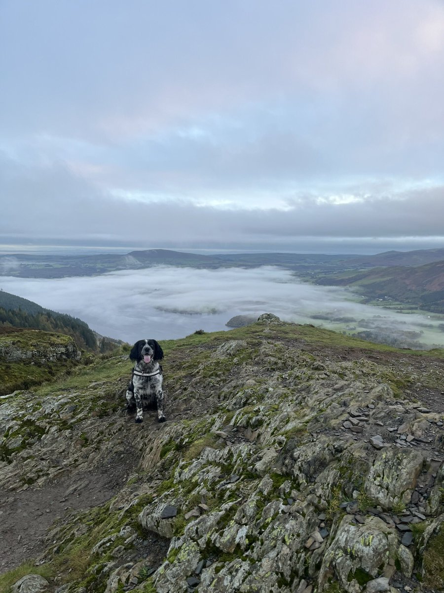potterscfc's tweet photo. Another 7 #wainwrights bagged today with the dog. Stuck to some of the smaller fells in the west, due to low cloud  #barf #lordsseat #broomfell #graystones #whinlatter #fellbarrow #lowfell  168 done, 46 left. https://t.co/atXeTPhs4r