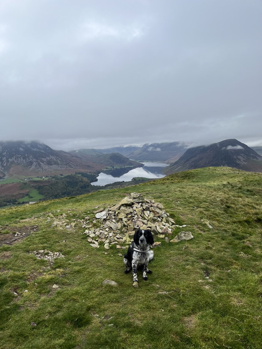 potterscfc's tweet photo. Another 7 #wainwrights bagged today with the dog. Stuck to some of the smaller fells in the west, due to low cloud  #barf #lordsseat #broomfell #graystones #whinlatter #fellbarrow #lowfell  168 done, 46 left. https://t.co/atXeTPhs4r