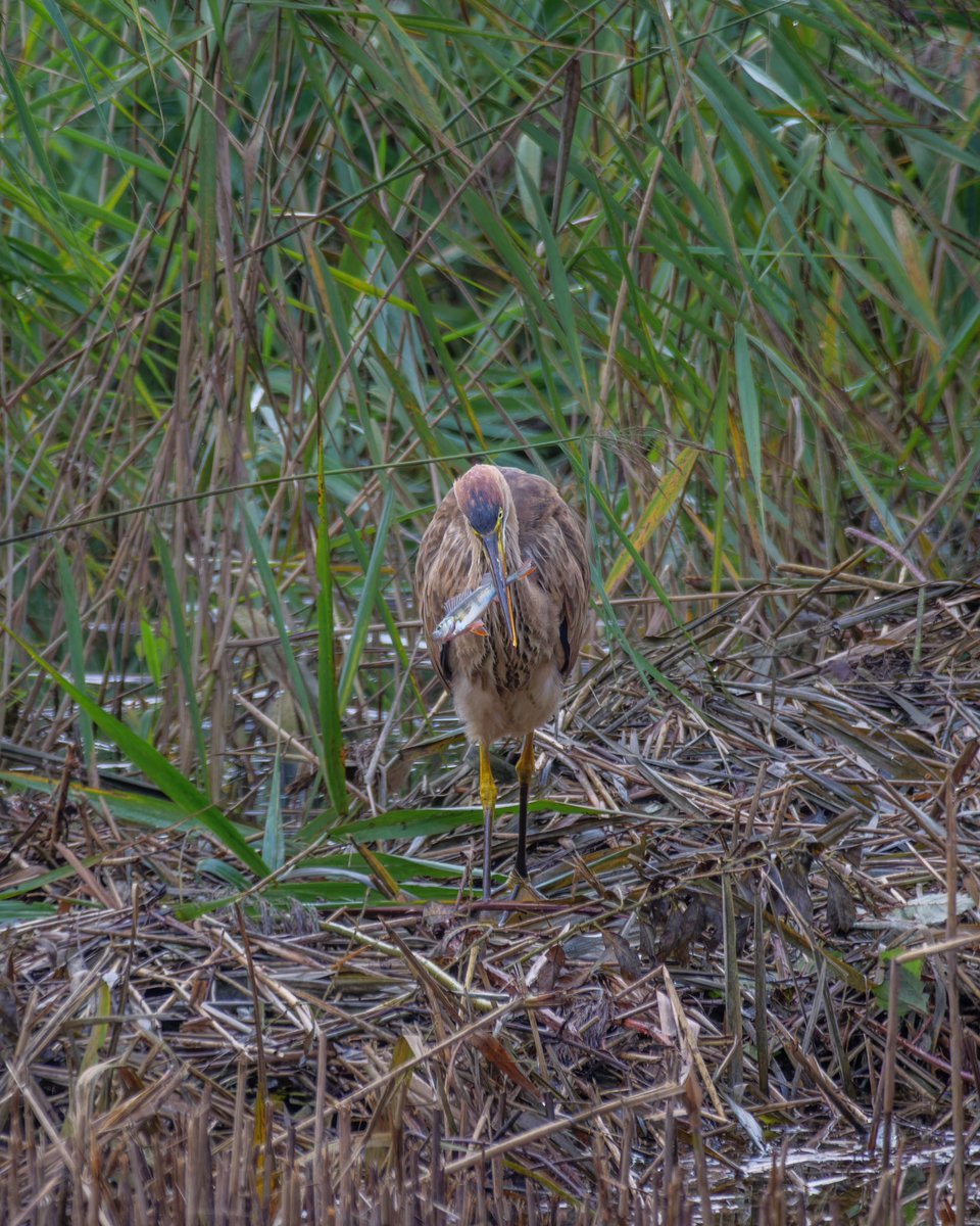 Joined the party at Whelford Pools to see the Purple Heron and wasn’t disappointed! Not sure I will get such goods views again any time soon. Life ✅. Images from 24/10/23.