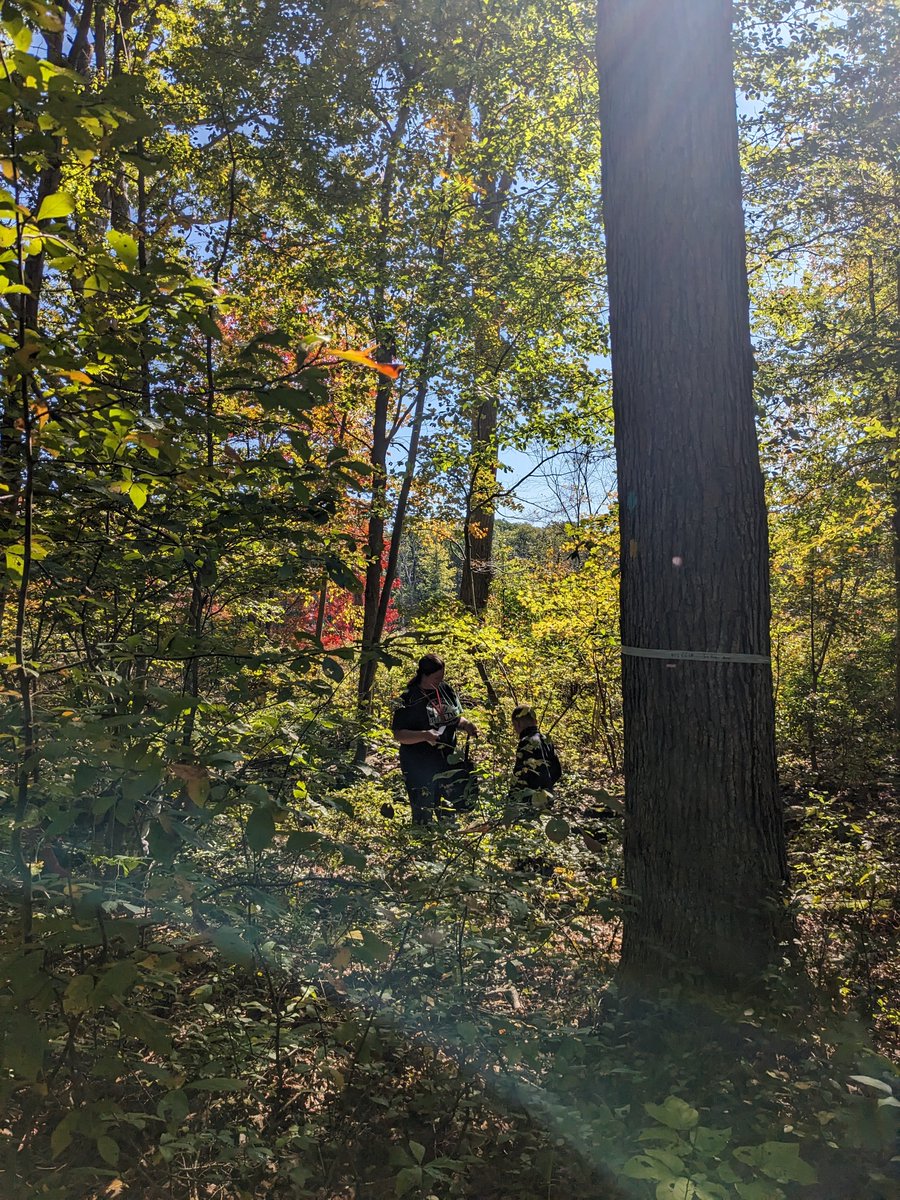 BRFConsortium's tweet image. Seeing a lot of #acorns? #Oak trees got ‘em! @cornwallschools Gr. 3 students tested our #whiteoak , #redoak , #chestnutoak acorns. Dry &amp;amp; damaged acorns will float (&amp;amp; probably won’t germinate); good, healthy acorns will sink! #environmentaleducation #outdooreducation