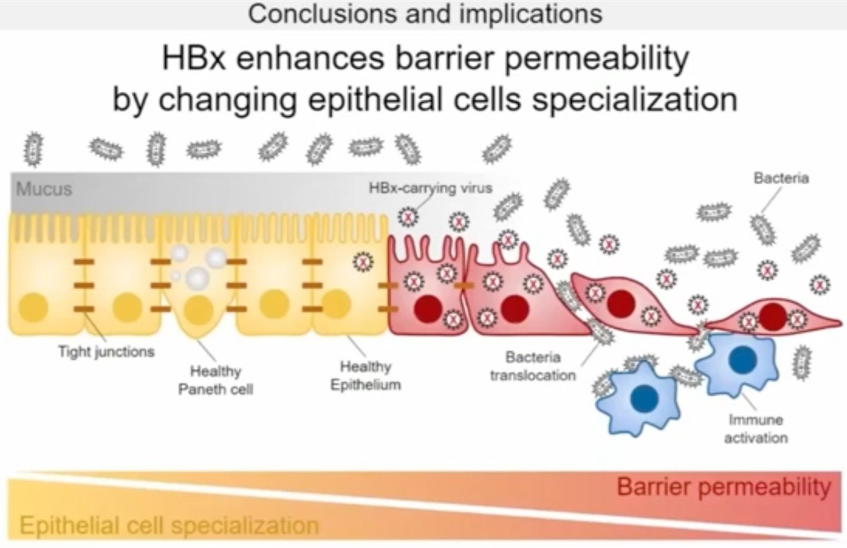 Gut Journal (@gut_bmj) on Twitter photo #GUTVideo by <a href="/lucamassimino/">Luca Massimino</a>, Palmieri and Facoetti on
"Gut virome-colonising Orthohepadnavirus genus is associated with ulcerative colitis pathogenesis and induces intestinal inflammation in vivo" via bit.ly/40asc72
Paper: bit.ly/3ENcRPV
#UC #IBD #GUTVideo by <a href="/lucamassimino/">Luca Massimino</a>, Palmieri and Facoetti on
"Gut virome-colonising Orthohepadnavirus genus is associated with ulcerative colitis pathogenesis and induces intestinal inflammation in vivo" via bit.ly/40asc72
Paper: bit.ly/3ENcRPV
#UC #IBD