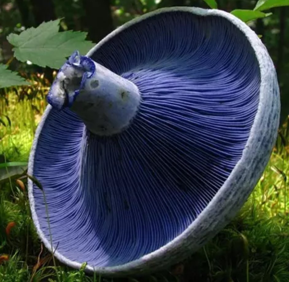 Periodista por un día: espacio de la SCA, ANCBA y el IEEE GTC
Tema de esta semana:  Molécula azul: la diosa de la energía
r9.ieee.org/argentina-cis/…

foto (c) Europa Press Ciencia