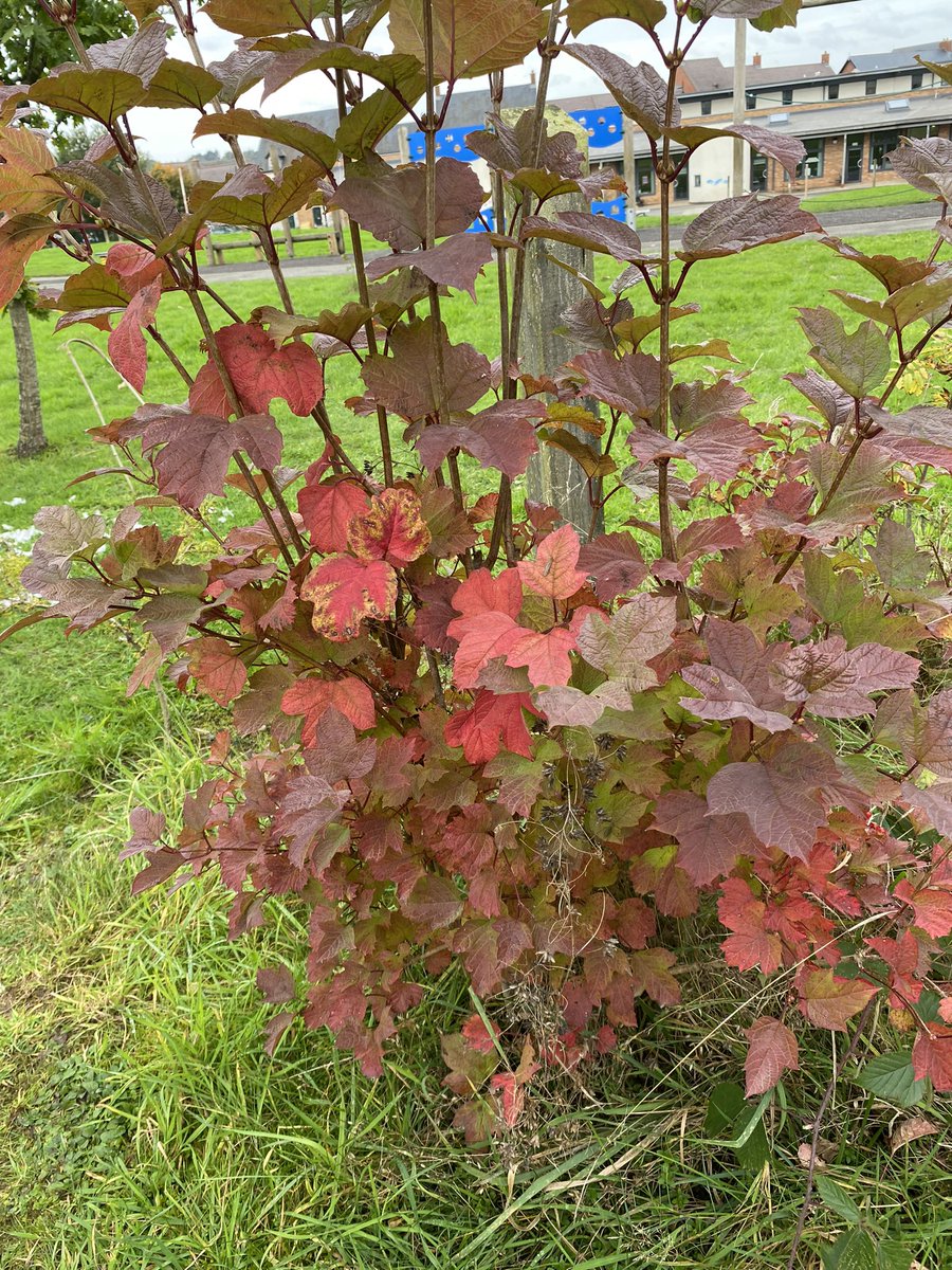 Beautiful colours of autumn 🍂 @LightmoorPri @RHSSchools @Natures_Voice #gardeningclub