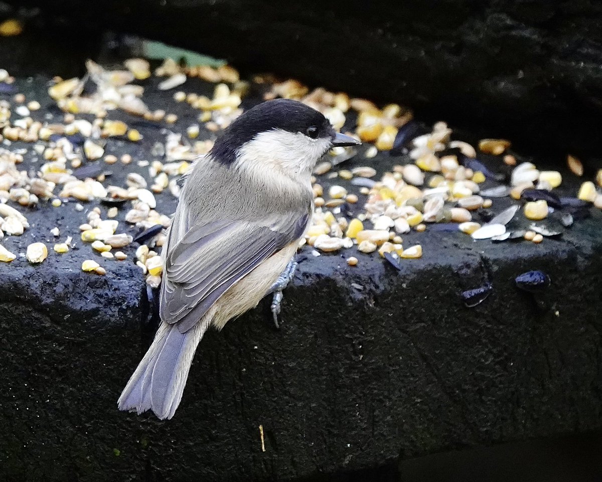Ray O'Reilly (@oreillyreilly2) on Twitter photo We arrived back home in Kent after our 6 week trip to Shetland tonight <a href="/griffiths_lyn/">Lyn Griffiths</a> This lovely sunny morning was spent at Pennington Flash by The Liverpool-Leeds Canal. We enjoyed a host of woodland birds including Willow Tits. <a href="/rafaelmitch/">Rafael Mitchell</a> <a href="/doonaldfwilson/">Donald Wilson</a> We arrived back home in Kent after our 6 week trip to Shetland tonight <a href="/griffiths_lyn/">Lyn Griffiths</a> This lovely sunny morning was spent at Pennington Flash by The Liverpool-Leeds Canal. We enjoyed a host of woodland birds including Willow Tits. <a href="/rafaelmitch/">Rafael Mitchell</a> <a href="/doonaldfwilson/">Donald Wilson</a>