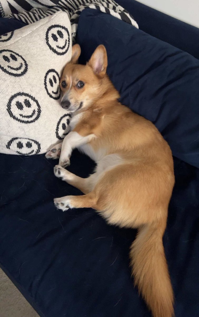 rorythecorgi's tweet photo. I’ll be here if you need me (please don’t)

#CorgiCrew https://t.co/W4LXNieA8j