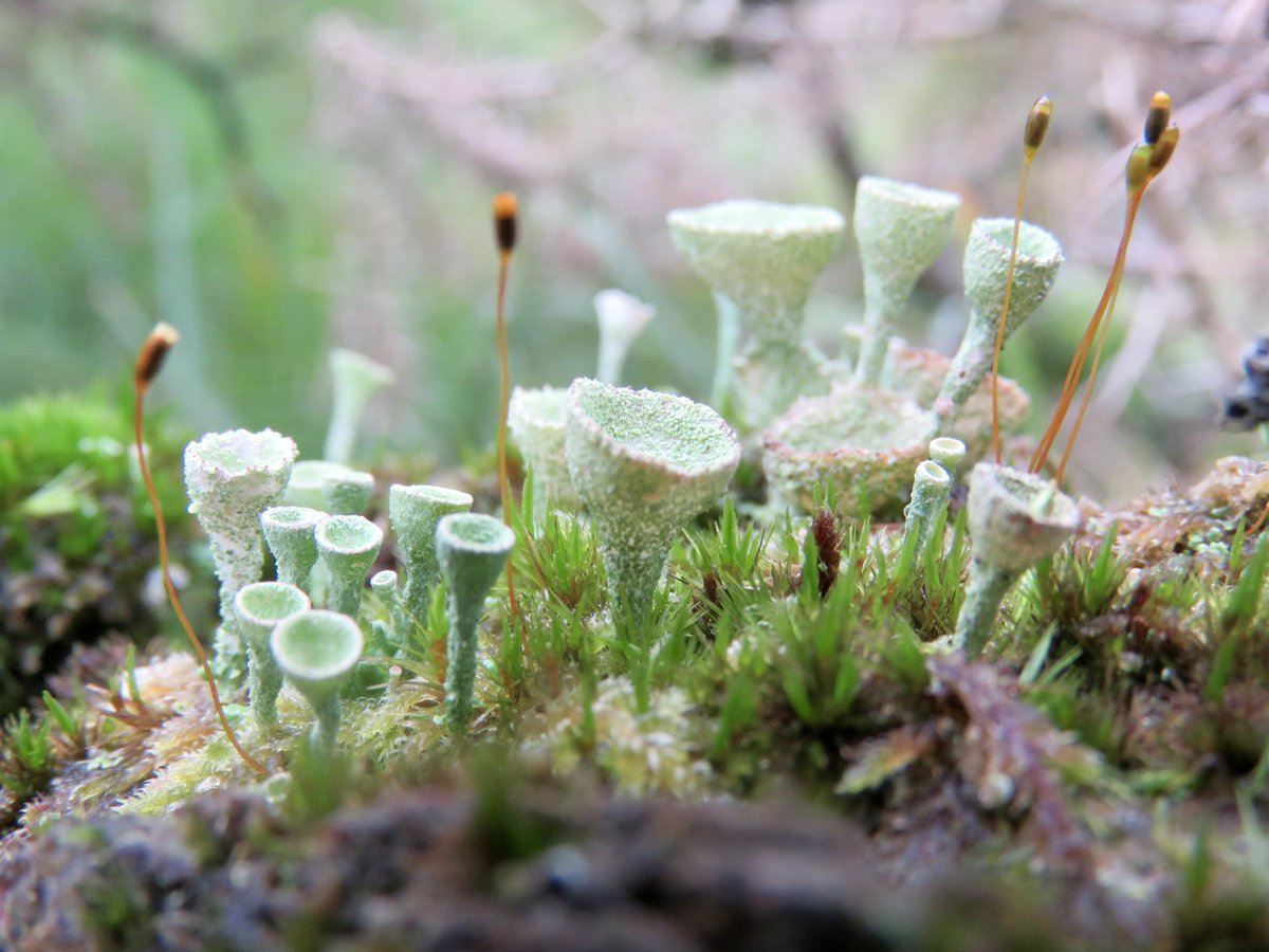 B_Strawbridge's tweet photo. Frosted green goblets, for fairies.... https://t.co/4XKPhhADkZ