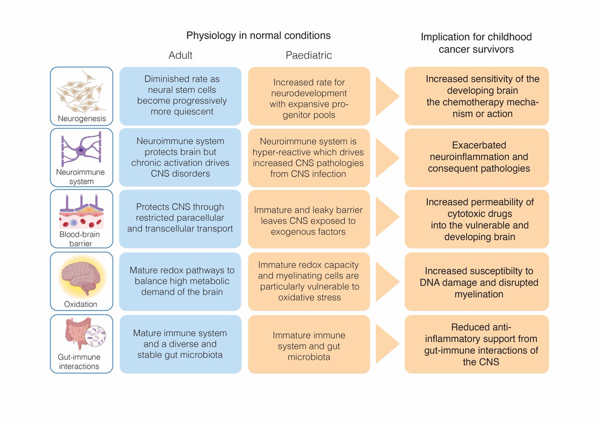 Maya Davies (@mayardavies) on Twitter photo An overview of the differences between the adult and childhood brain and what this means for childhood cancer survivors. Follow the link for the full article.
protect-au.mimecast.com/s/yoQnCk814lIP…
<a href="/SuppOncRG/">Supportive Oncology Research Group</a> <a href="/CedricBardyLab/">Cedric Bardy</a> An overview of the differences between the adult and childhood brain and what this means for childhood cancer survivors. Follow the link for the full article.
protect-au.mimecast.com/s/yoQnCk814lIP…
<a href="/SuppOncRG/">Supportive Oncology Research Group</a> <a href="/CedricBardyLab/">Cedric Bardy</a>
