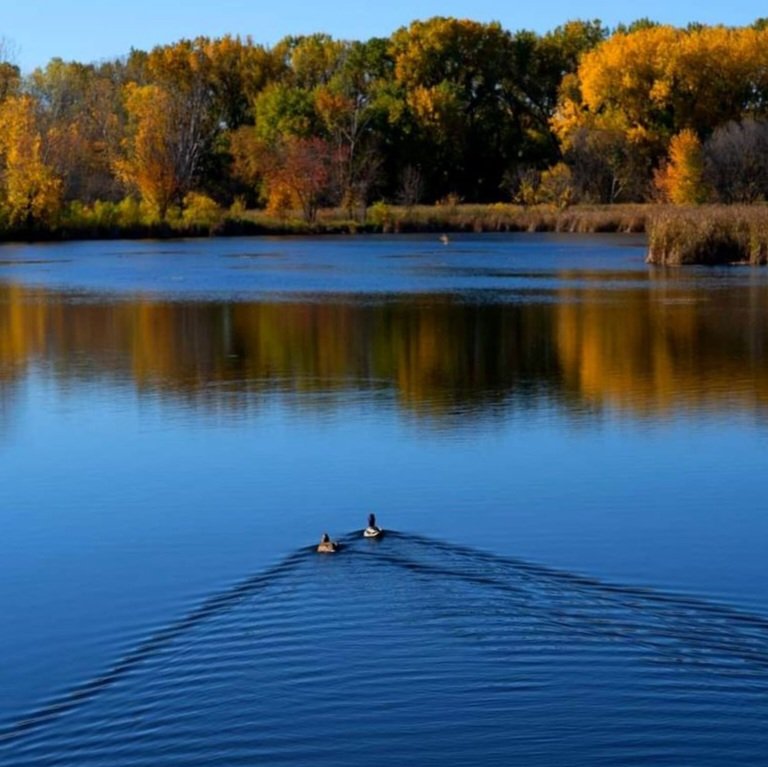 mosborg's tweet photo. Golden hour at Wood Lake Nature Center as autumn begins to fade. 🍂
“Memories are links in a golden chain that bind us until we meet again.” ~ Jacqueline Winspear
#goldenhour #autumn https://t.co/93g8oyO8Wv