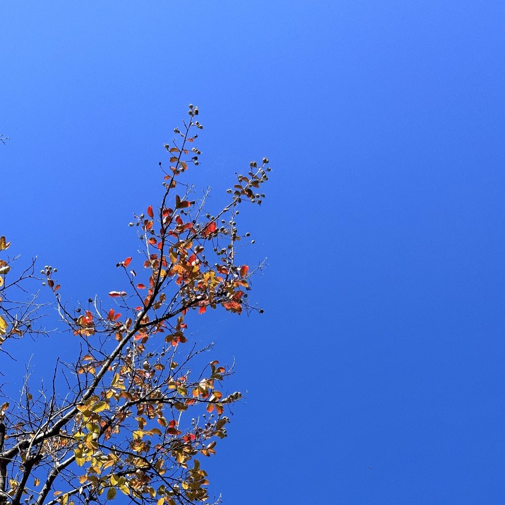 mapiotyo1129's tweet photo. おはようこざいます！
今日はいい天気です！
秋の空気を感じます🍁🍂
衣替えもして頑張っていきましょう！
 #おは戦
 #企業公式秋のフォロー祭 https://t.co/TUT2JB2YWU