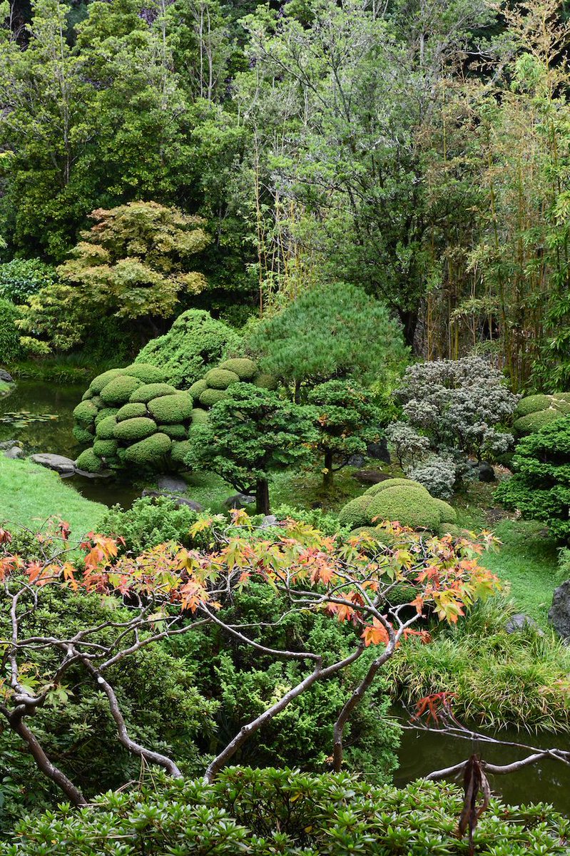 JapaneseTGarden's tweet photo. The colors of the leaves are changing every day. ๐ The large ginkgo trees by the drum bridge and pagoda and Japanese maple and cherry trees throughout the garden will be the ones to watch.
#japaneseteagarden #gardensofgoldengatepark #fallcolors https://t.co/fIqO2EcD7D