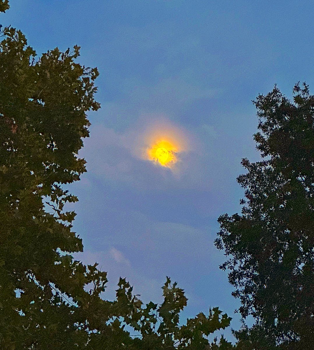 I went for a moonlit walk this evening. 🌙 💛✨ 
#Arkansas