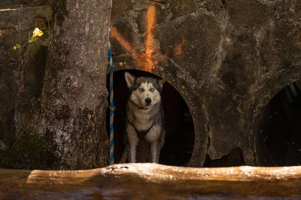 teamineka's tweet photo. The photos are coming in from @robertforto and #Iseult at the canine obstacle course challenge. 

#sleddogs https://t.co/JHGolgPnKv