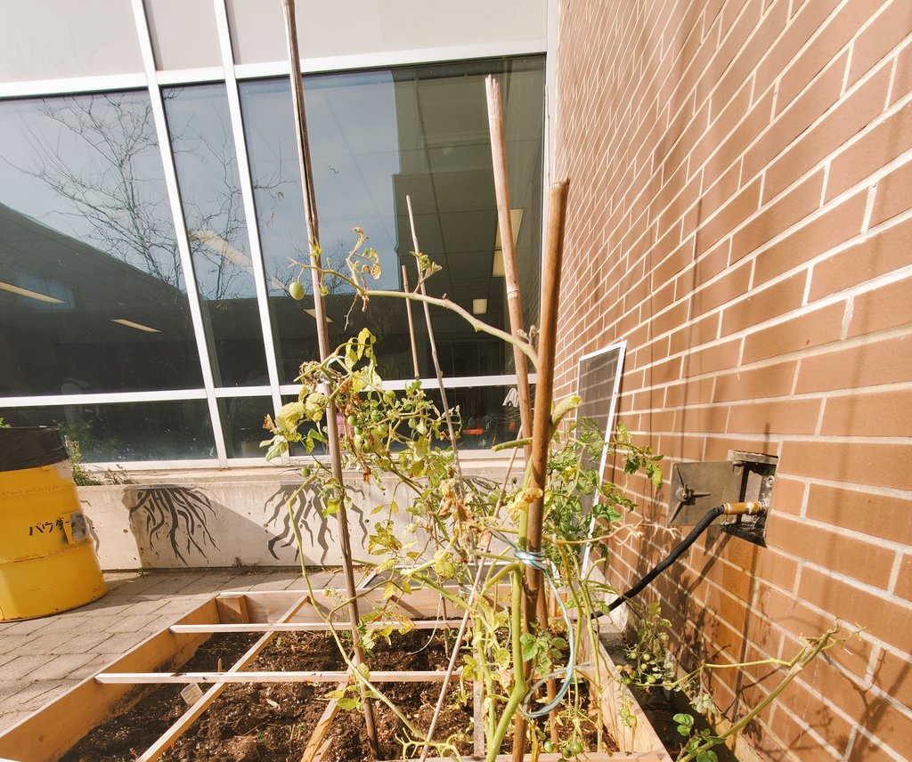 Our last harvest, until next spring ! <a href="/DavidSuzukiSS/">David Suzuki Secondary School</a>