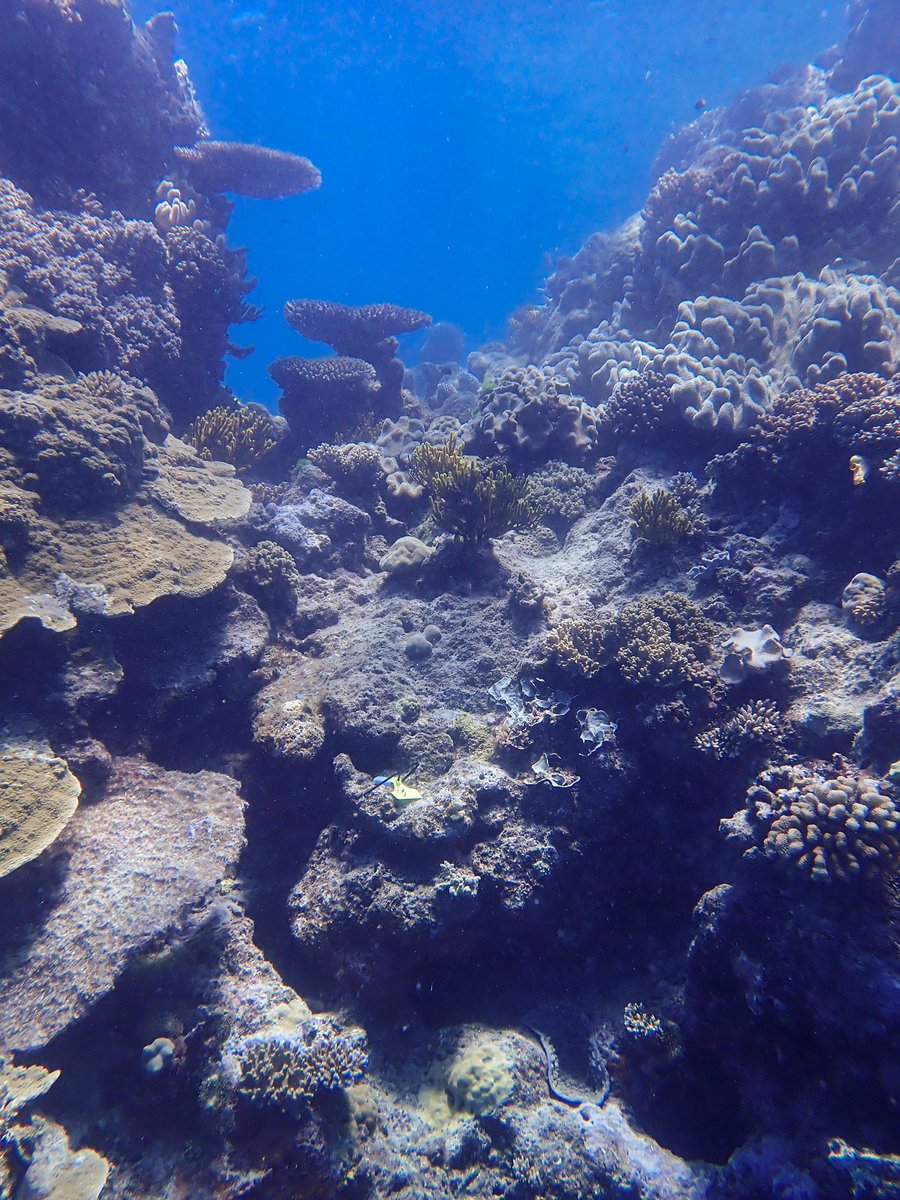 Out with <a href="/PassionsReef/">@PassionsReef</a> yesterday for <a href="/CoralNurture/">Coral Nurture Program</a> deploying temperature loggers across CNP stewardship sites on the #GreatBarrierReef and spending some time out-planting nursery grown corals/fragments of opportunity!

<a href="/UTS_Science/">UTS Science</a> 

#GenerationRestoration