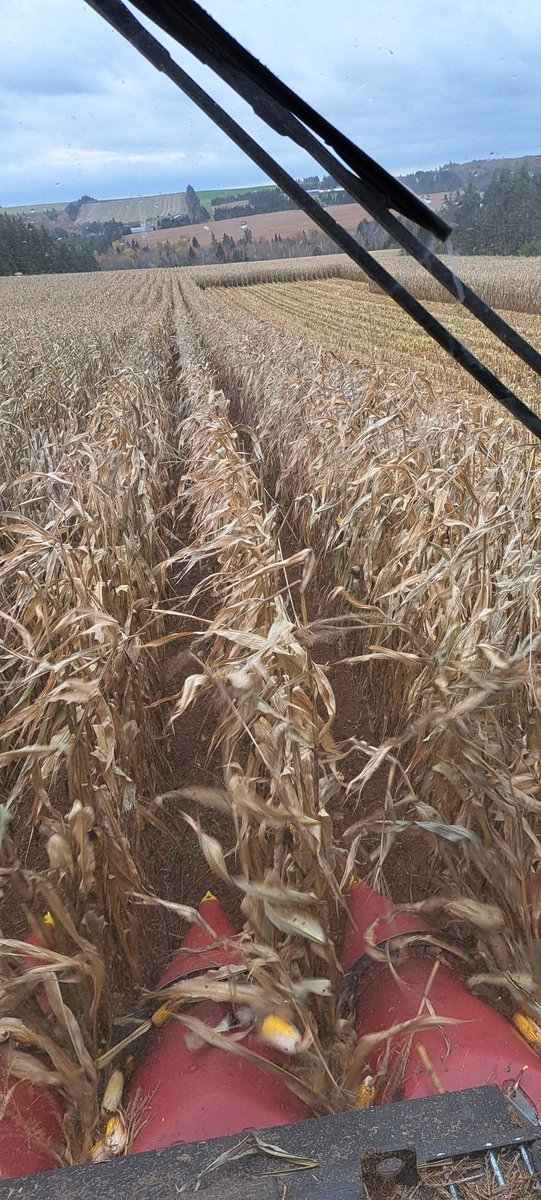 Pitter patter...........