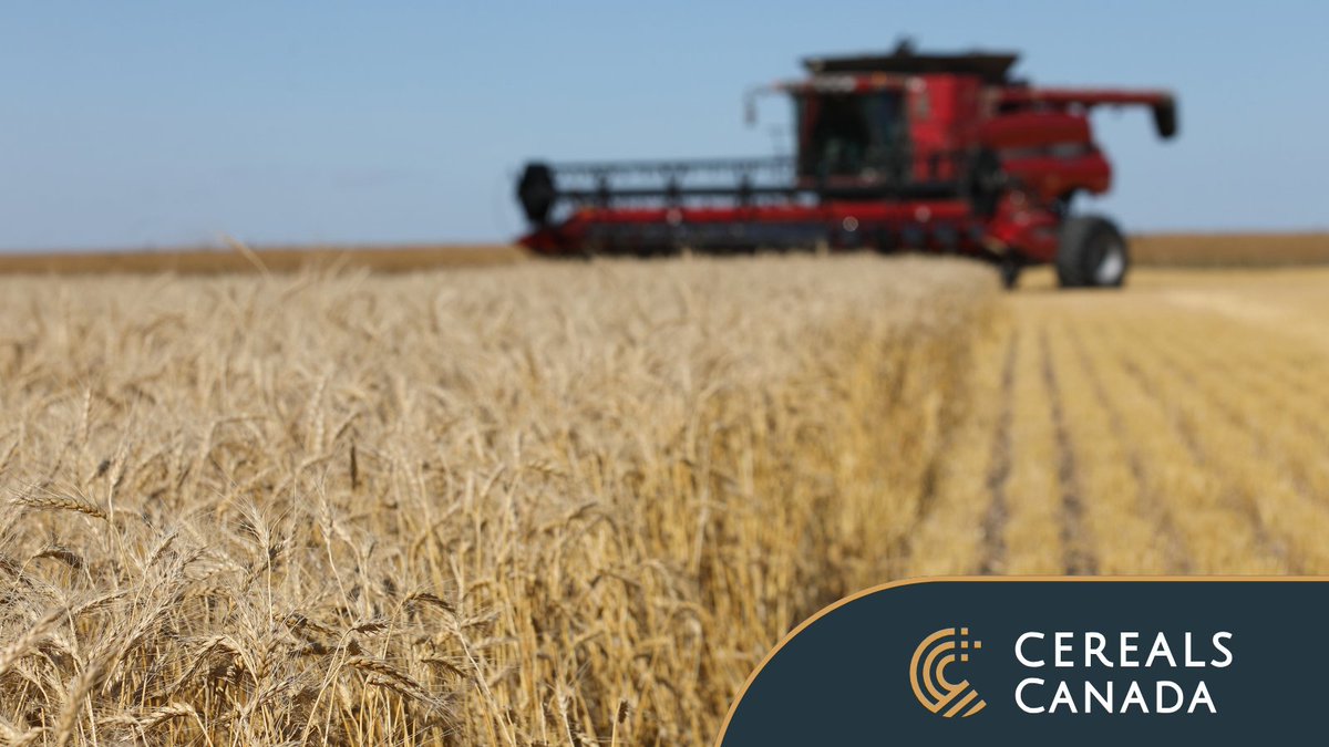 Harvest of spring cereals is virtually complete across the Prairies. Visit cerealscanada.ca/growing-season… for the final results for the 2023-24 growing season. #harvest23