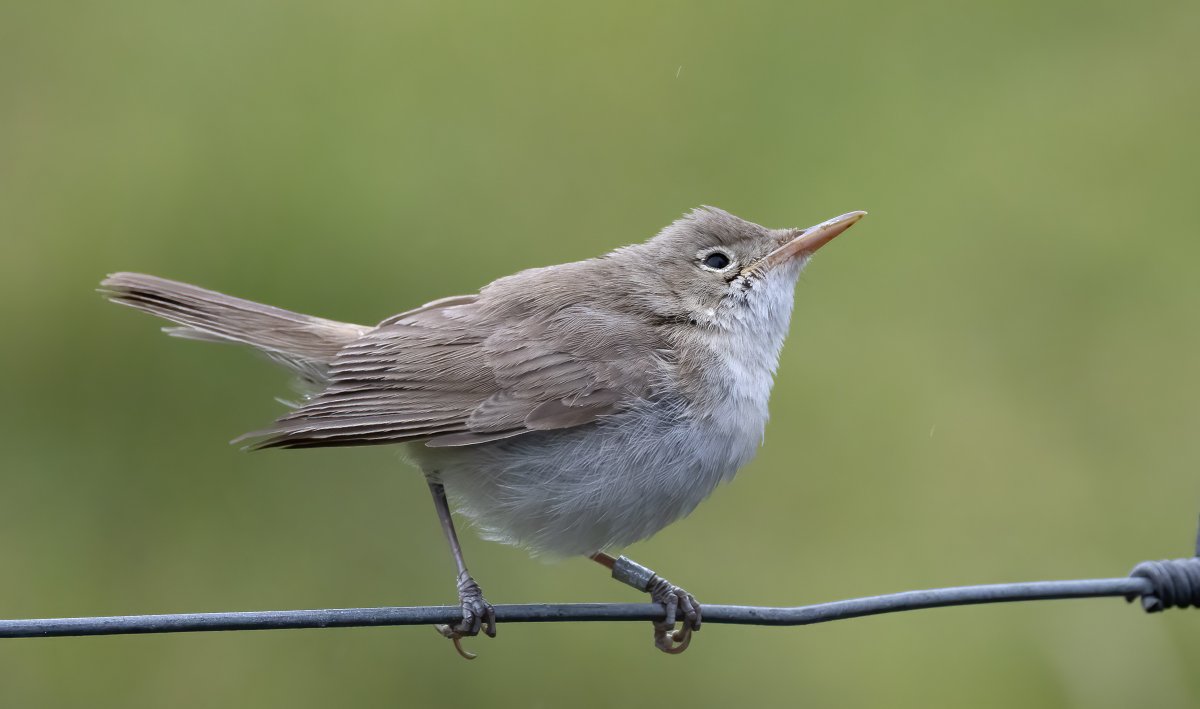 Western Olivaceous Warbler: new to Whalsay and Britain, thanks to John Lowrie Irvine. Dismal light on 21 Oct, but the bird did its best to shine. Tail and tarsus length beyond the range of Eastern, dna sample en route to @docmartin2mc Full write-up in @britishbirds in due course
