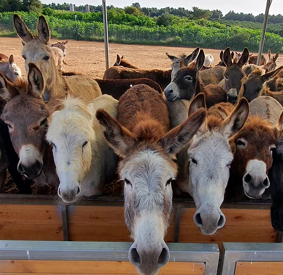 URGENT: Looking for a sanctuary to airlift donkeys out of Israel. Please DM us or contact us through the website.
 startingover.org.il/home-english
#FarmSanctuary #SustainableFarming #FarmLife