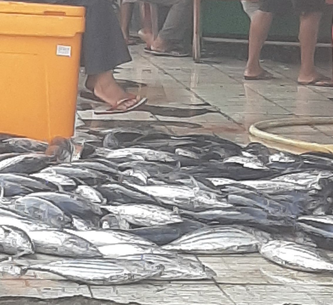 PiSunarsi's tweet photo. Rabu, 25/10/23. Sunarsi Ibrahim. Luhkan Kab. Halmahera Selatan, melaporkan hasil tangkap bapak sahamir KUB Teluk Pall, ikan cakalang sebanyak 120 kg, dengan harga jual Rp. 18.000/kg.
#GiatLuhkanSatminkalAmbon 
@BP3_Ambon 
#luhlapor 
#Tangkap https://t.co/IyEQ9ODSbU