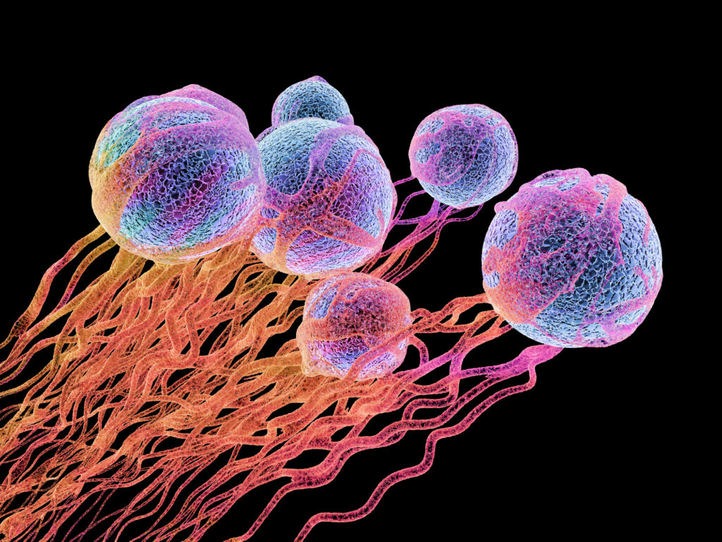 Researchers have discovered that cancer cells can activate a force-generating rescue mechanism to stabilize a cell structure responsible for cell division and evade the effects of chemotherapy. Learn more: ow.ly/YuZ850Q0B7E