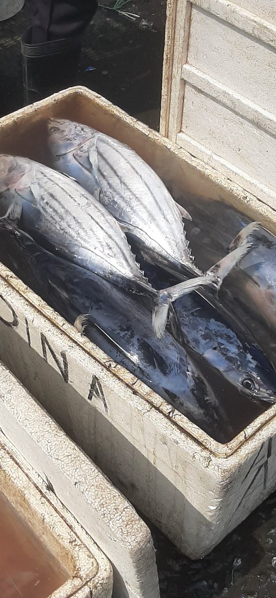 PiSunarsi's tweet photo. Rabu, 25/10/23. Sunarsi Ibrahim. Luhkan Kab. Halmahera Selatan, melaporkan hasil penjualan ikan cakalang bapak warman KUB Sabar Jaya, 70 Kg.  dengan harga jual Rp. 18.000 /kg
#GiatLuhkanSatminkalAmbon 
@BP3_Ambon 
#luhlapor https://t.co/9540FOZ9cK