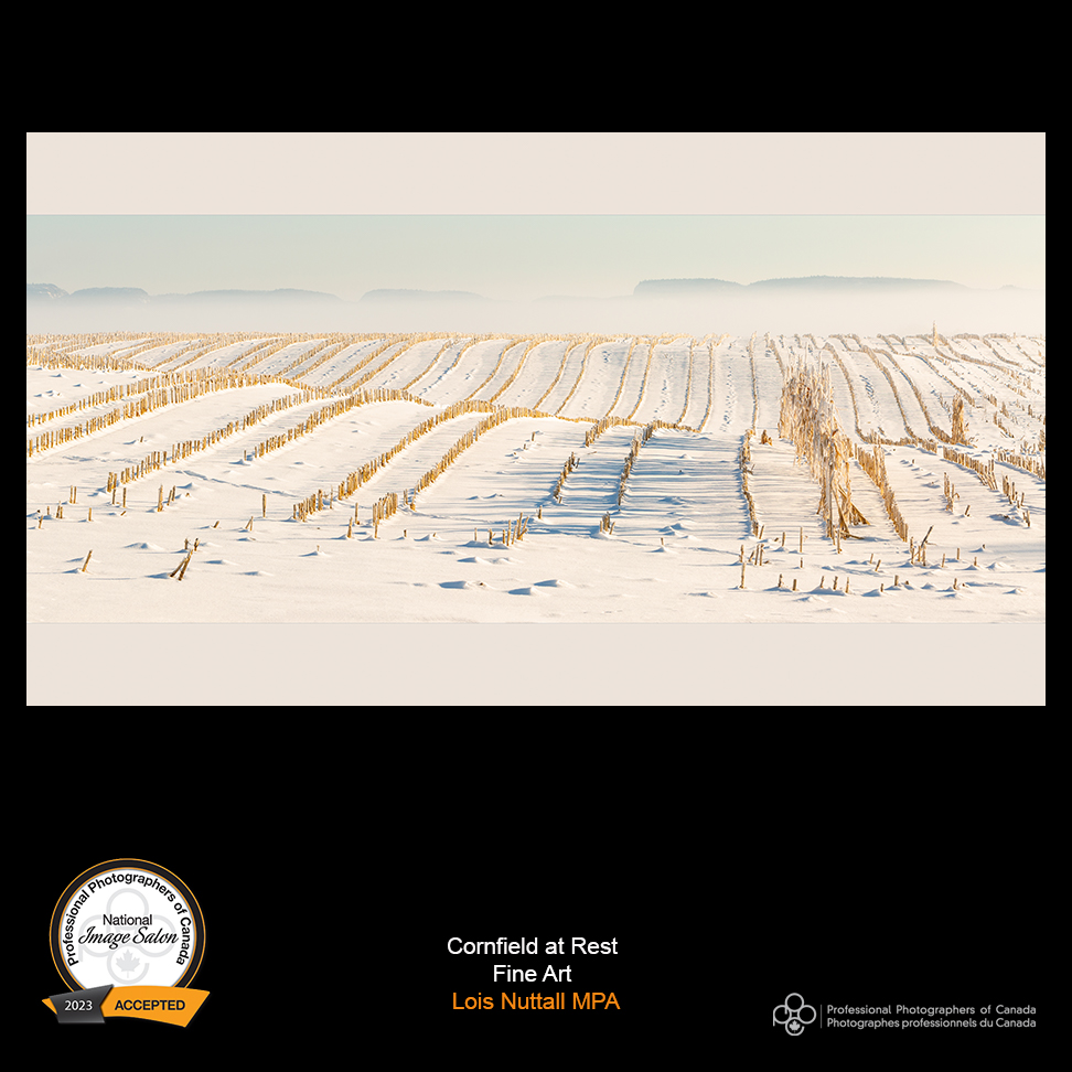 Some  of us on the Prairies woke up to snow this morning. This beautiful  landscape has the eye catching stubble and tit slowly fades off in the  distance.  "Cornfield at Rest" scored Accepted from the Fine Art Class  at the 2023 Image Salon. Maker is Lois Nuttall, MPA.