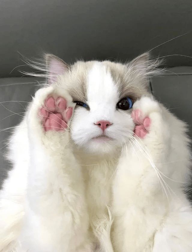 ShouldHaveCat's tweet image. 