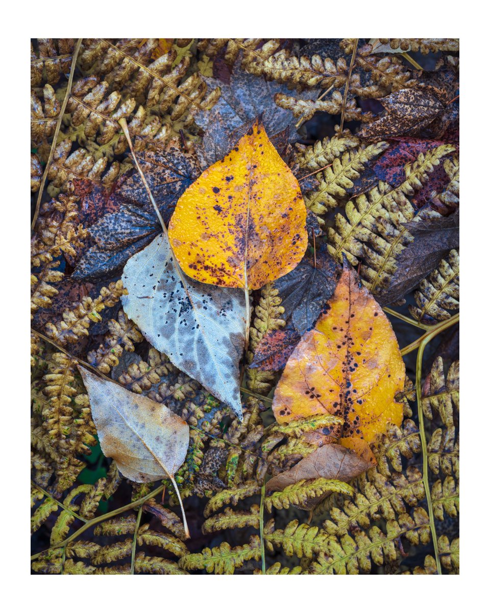 Jack Krohn tweet media