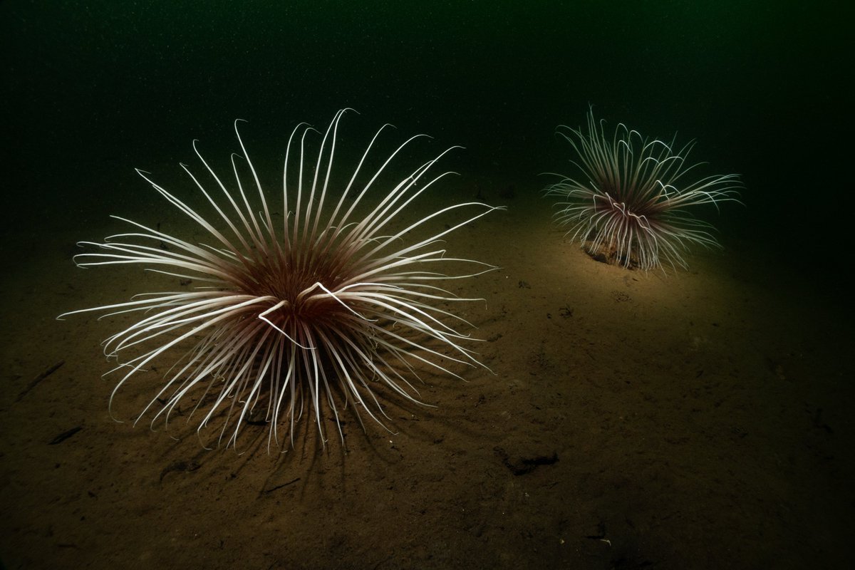More fireworks anemones of Loch Fyne from Sunday morning, along with a single langoustine in it's burrow.

#underwater #lochfyne #scotland #scubadiving #underwaterphotography
