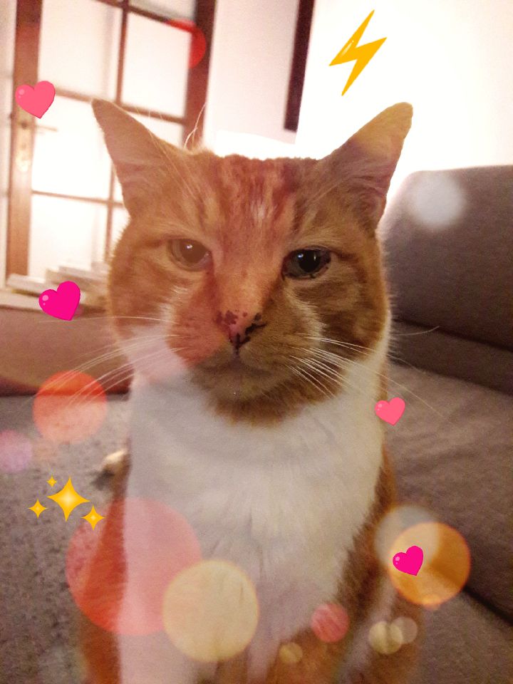 👑🐯🤍☃️🍋🧼🧡 Wallace le Gros aka Jean-Jacques tweet media