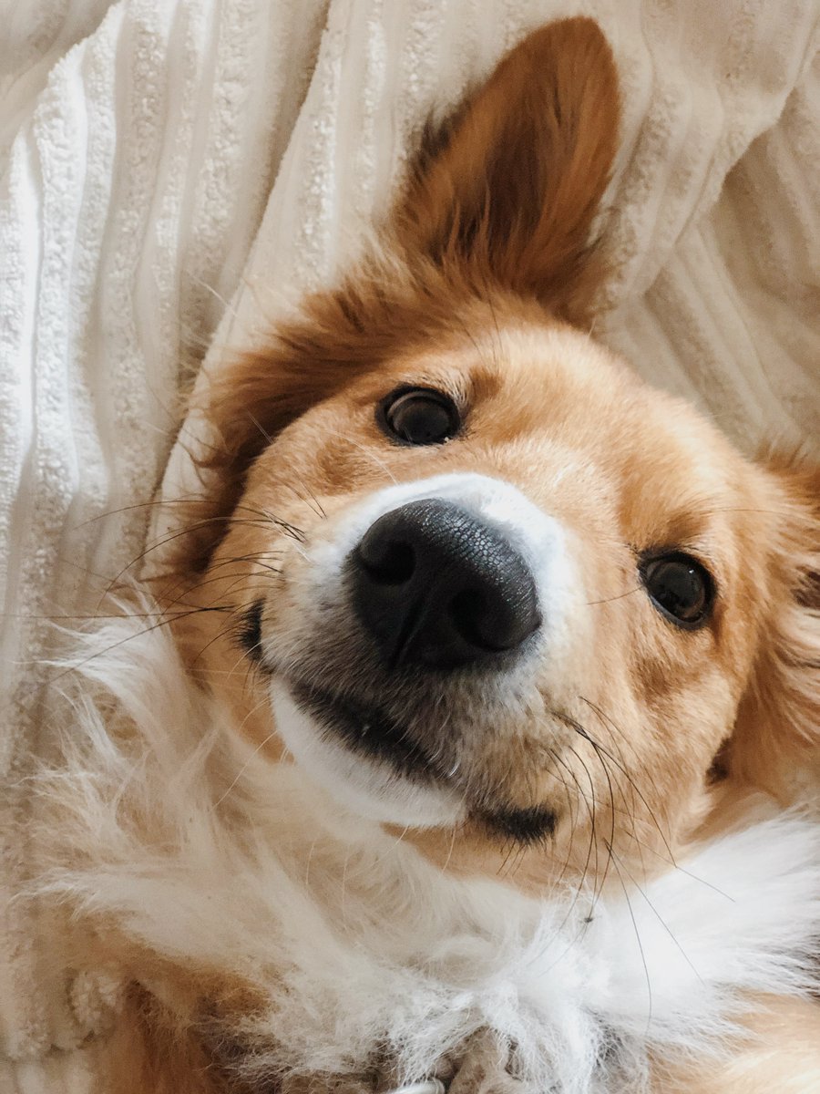 Defi_colonel's tweet photo. @KabosuInuETH Hello fellas 😃,

Here is a picture of my cute jolly little friend. 

We are doing this to honor the legendary #KABOSU, from my friend and I we say happy birthday in advance 🎉🎉. The season of expansion is upon us as we celebrate 😁😁. #KabosuGiveaway https://t.co/tBaanJDrtb