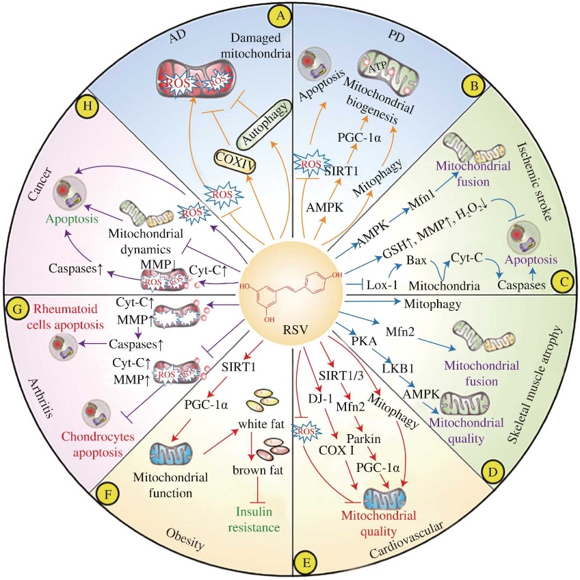 agingdoc1's tweet image. Resveratrol combats chronic diseases through enhancing mitochondrial quality

sciencedirect.com/science/articl…