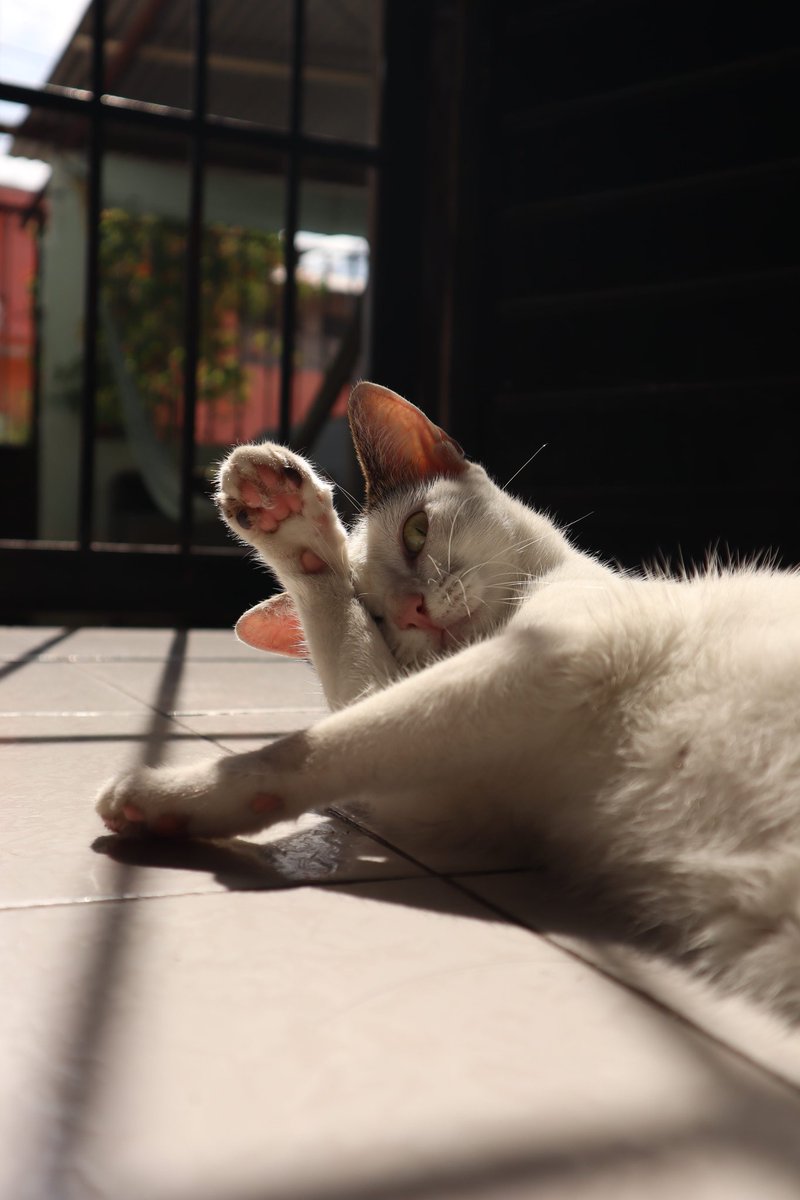 RodrguezGm34192's tweet photo. Les presento a mi gato, se llama Copo del Carmen, Carmen porque copo es un nombre neutro y no sabrían si es hembra o macho. https://t.co/5cCsbeNhT9
