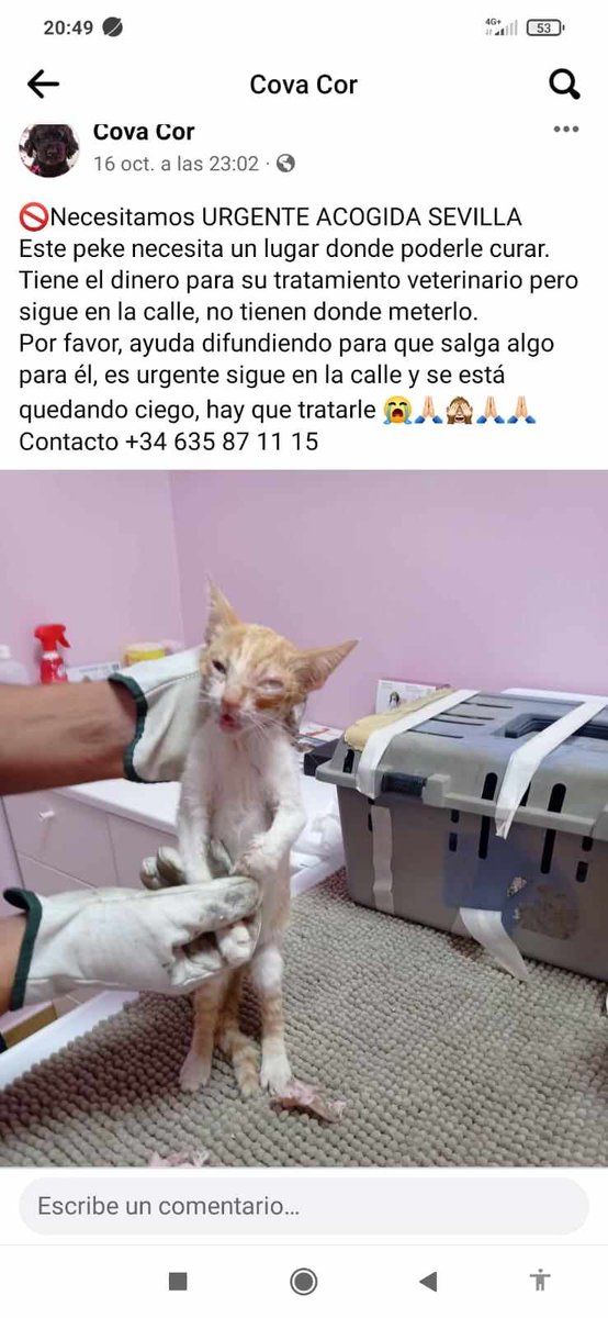 SilviaMylo's tweet photo. Ayuda muy urgente por favor difundir ‼️
😢 🆘 📢 📢 📢 📢 📢 https://t.co/Yn0svHTYp6