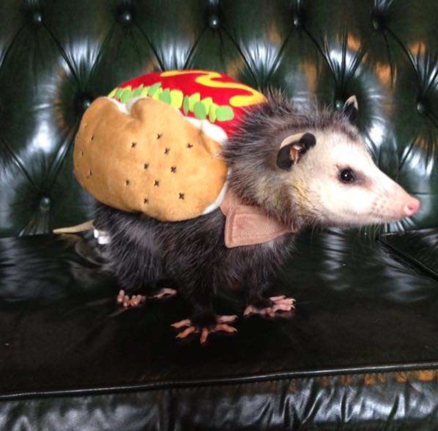 My Halloween costume this year is insane