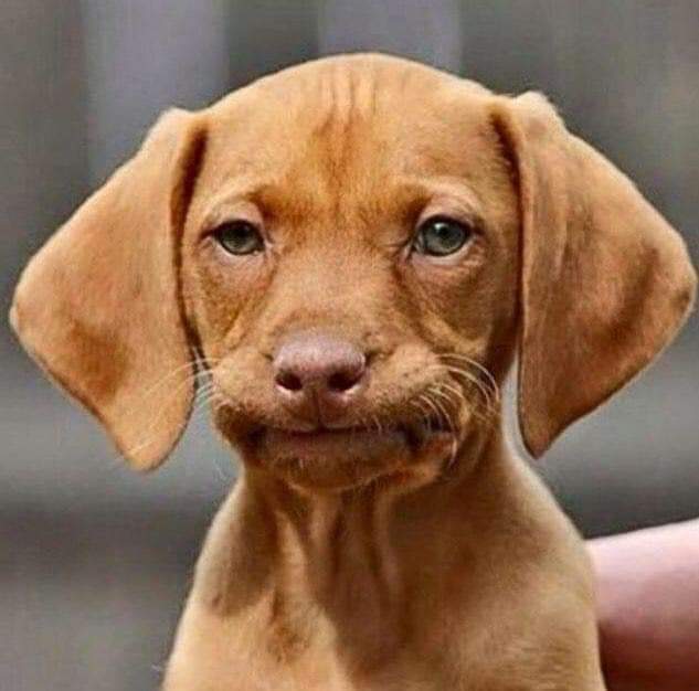 DavidChris101's tweet photo. @UTDTrey Watching the game between Newcastle vs Dortmund makes you realize that Man utd doesn't belong in the  Champions League...
Today was a proper game of end to end entertaining attacking football with proper patterns of play....
Man utd is simple Long Ball Fc, Moments FC https://t.co/eCJopqKRrZ