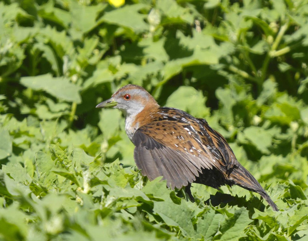 michael_s_y_lee's tweet image. Baillon's #crake is elusive around #Adelaide, but great to see some around #GreenfieldsWetlands at moment.

More pics: instagram.com/p/Cy1i9rHy5jx/

#wildoz #Ozbirds #birdwatching #BirdPhotography #AustralianBirds #wildlifephotography #AustralianWildlife  #bird #BirdsOfTwitter
