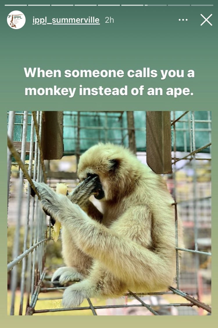 Gibbons on Film (@agibbonist) on Twitter photo 