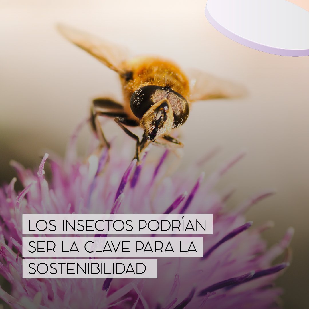 cec_ecuador's tweet photo. ¿Sabías que los insectos pueden ser clave para una gestión de residuos más eficiente y amigable con el medio ambiente?

#EconomiaCircular #insectos #biocombustible #economia #BeCircular #medioambiente #sostenibilidad #Agricultura #Guayas #Chimborazo #naturaleza #insect #insectos https://t.co/c7ZdRdbsv8