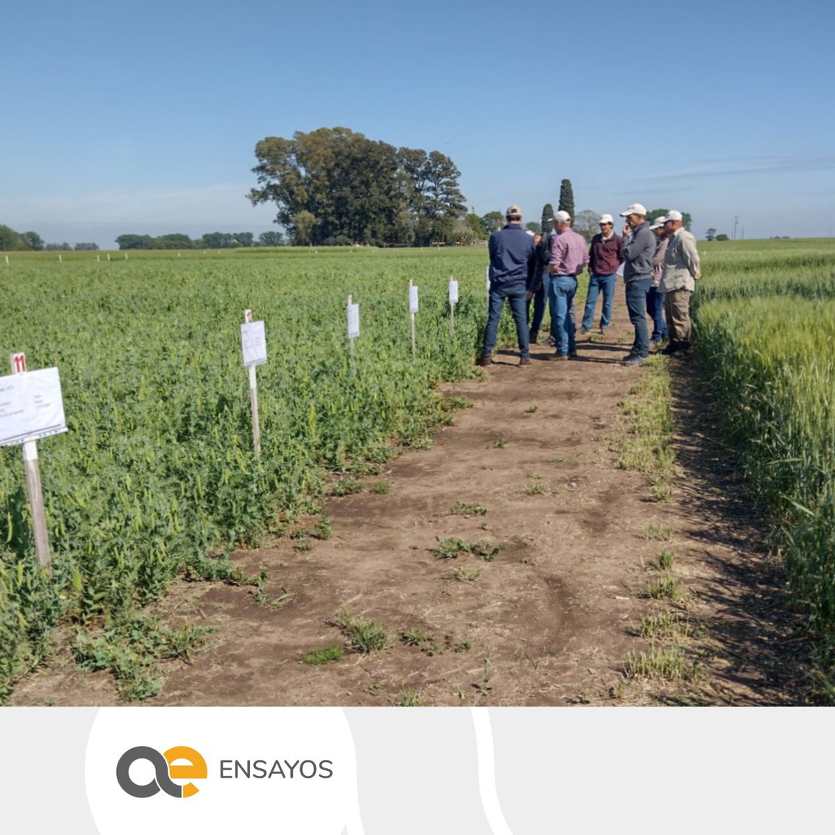 LaresSRL1's tweet photo. En nuestra Usina de Datos, como nos gusta llamar al #CampoExperimentalLares, hoy recibimos a Cyril Gallien, gerente del portfolio de Arveja de @ragtsemillas_ar a nivel mundial.

🌱📍 Vimos y analizamos distintos ensayos en este cultivo: variedades, herbicidas y fitoestimulantes. https://t.co/khwM43uvZ2