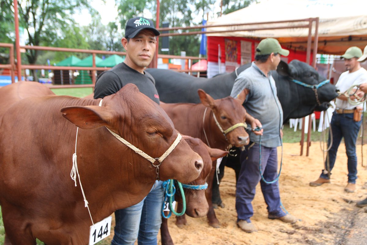CesaritoSosaCLS's tweet photo. #ExpoGuairá mostramos al país y al mundo lo que producimos en nuestro Dpto. Orgulloso del gran trabajo que se está haciendo en esta sexta edición, para impulsar a los pequeños productores, emprendedores locales, empresarios y ganaderos de nuestro querido Departamento de Guairá. https://t.co/MjtcRAYnJK