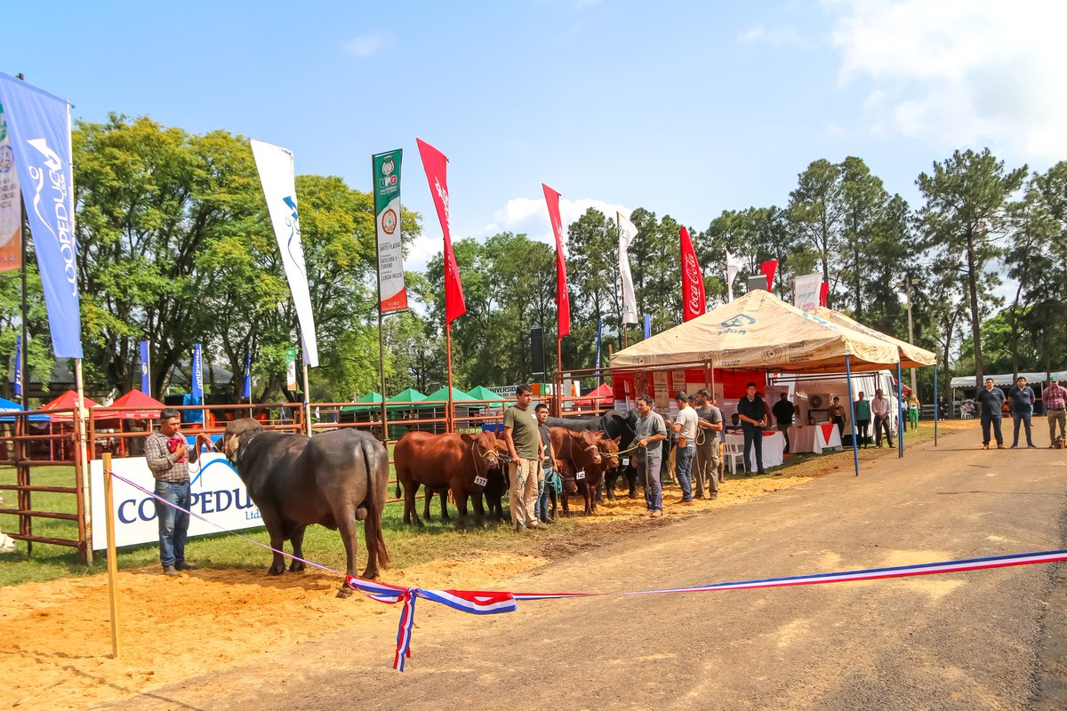 CesaritoSosaCLS's tweet photo. #ExpoGuairá mostramos al país y al mundo lo que producimos en nuestro Dpto. Orgulloso del gran trabajo que se está haciendo en esta sexta edición, para impulsar a los pequeños productores, emprendedores locales, empresarios y ganaderos de nuestro querido Departamento de Guairá. https://t.co/MjtcRAYnJK