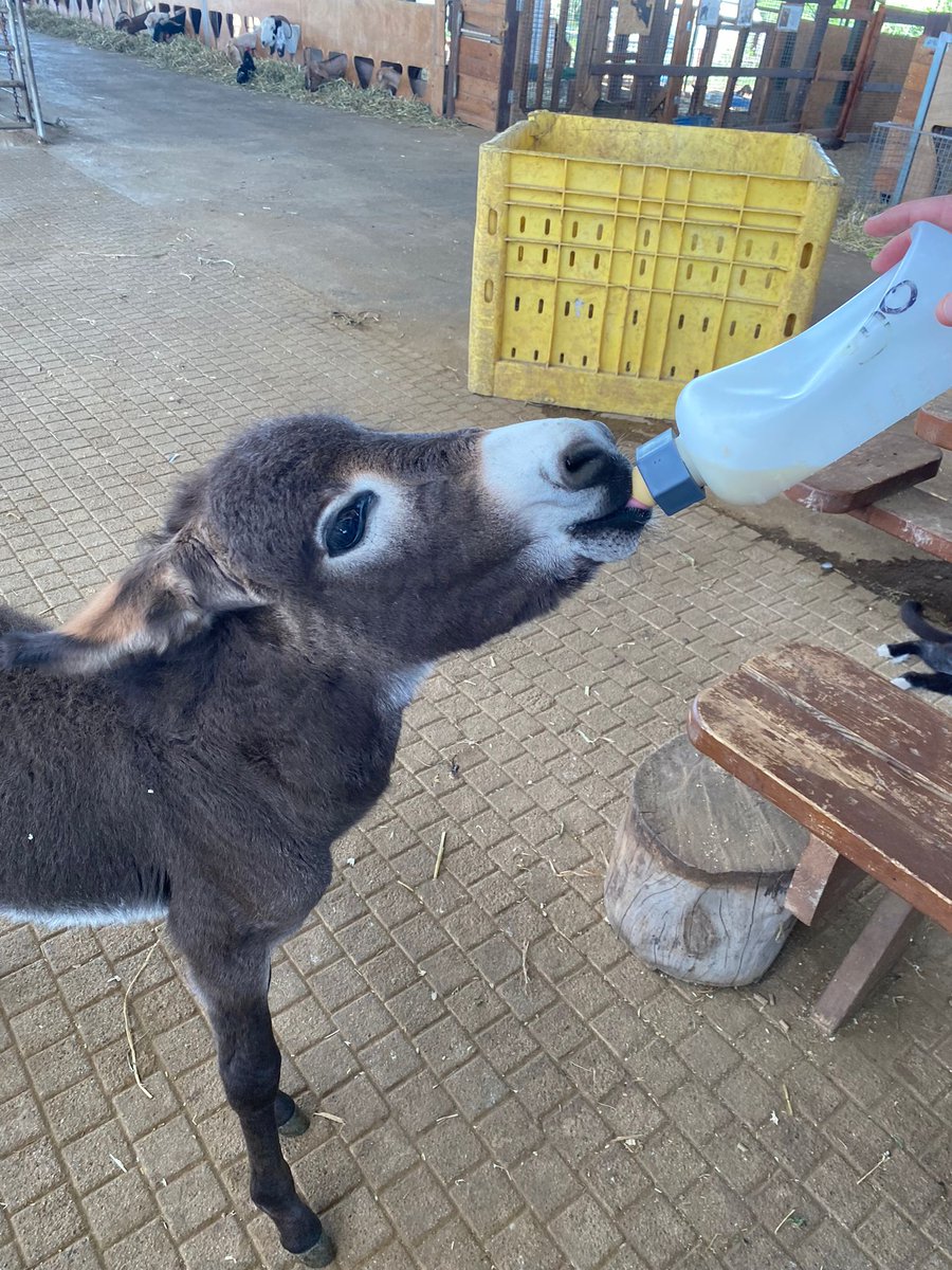 Pure cuteness!!! Our donkeys need your support! Resources in Israel are running low for our animals! Consider adopting and/or donating. We'd love to figure out how to airlift them out of Israel
Please contact us at startingover.org.il/home-english
<a href="/FarmSanctuary/">Farm Sanctuary</a> #farming #farmsanctuary